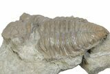 Bargain, Fossil Prochasmops Praecurrens Trilobite - Russia #363120-2
